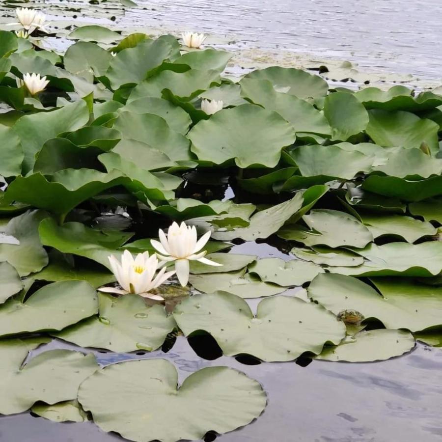 Pensiunea Iubire De Delta " La Traian " Murighiol Exteriér fotografie